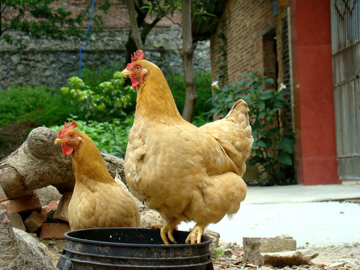 与鸡相关的冷知识,和鸡有关的100个小知识