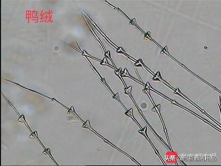 识别真假羽绒服视频,如何识别假羽绒