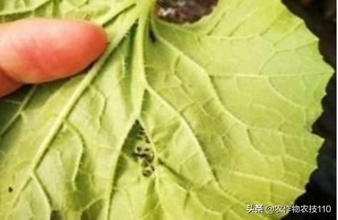 大棚甜瓜种植技术视频教程,大棚种植甜瓜利润怎么样