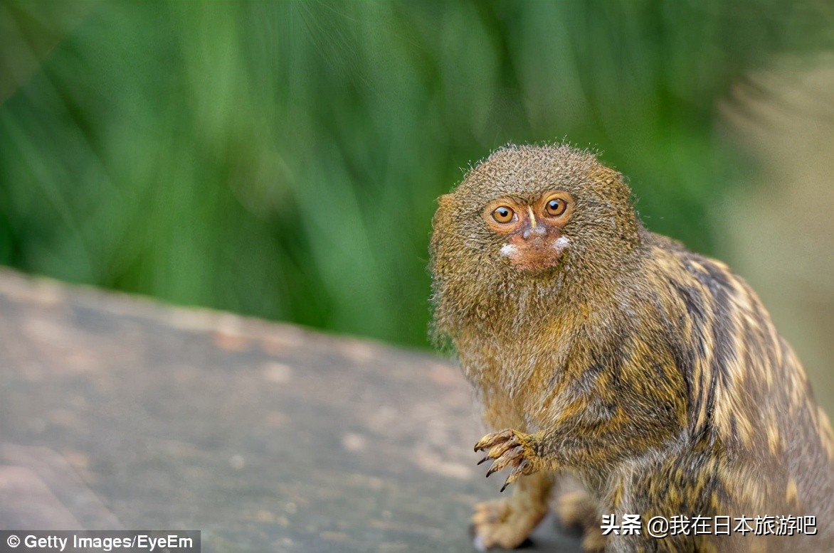 世界上最小的猴子和大猩猩,世界上最小的猴子有哪些