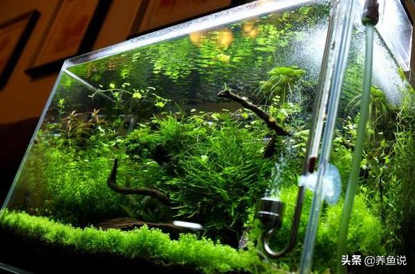 鱼缸加温棒怎么降温,热带鱼鱼缸降温的方法