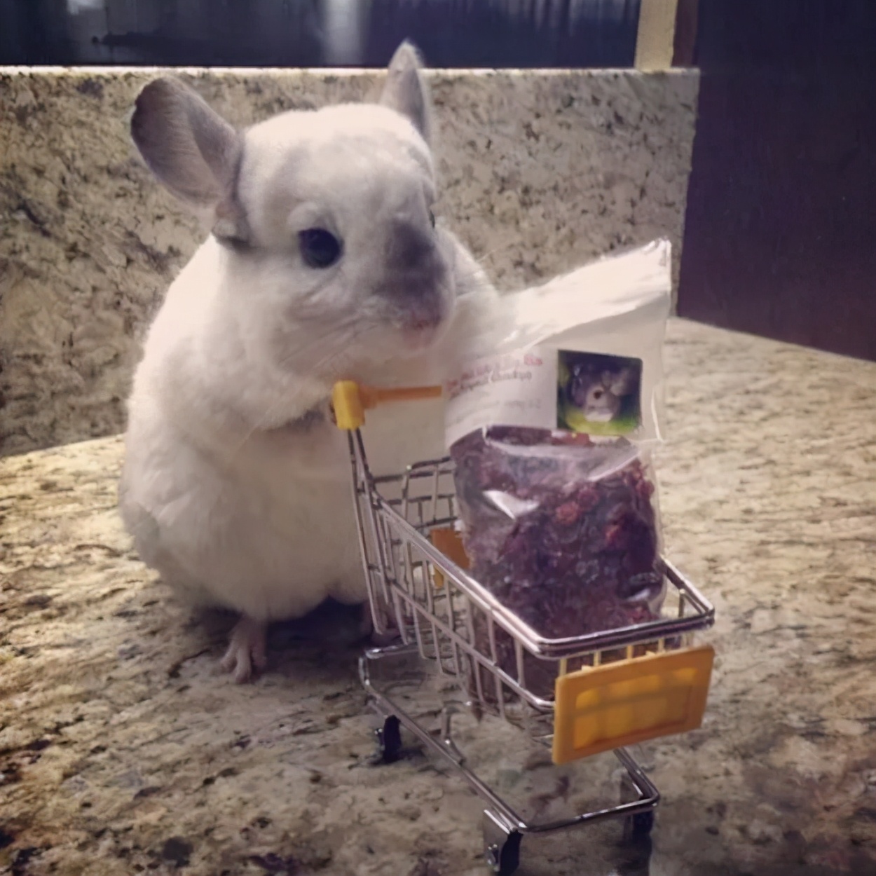 龙猫多大生小龙猫 (公龙猫还是母龙猫)