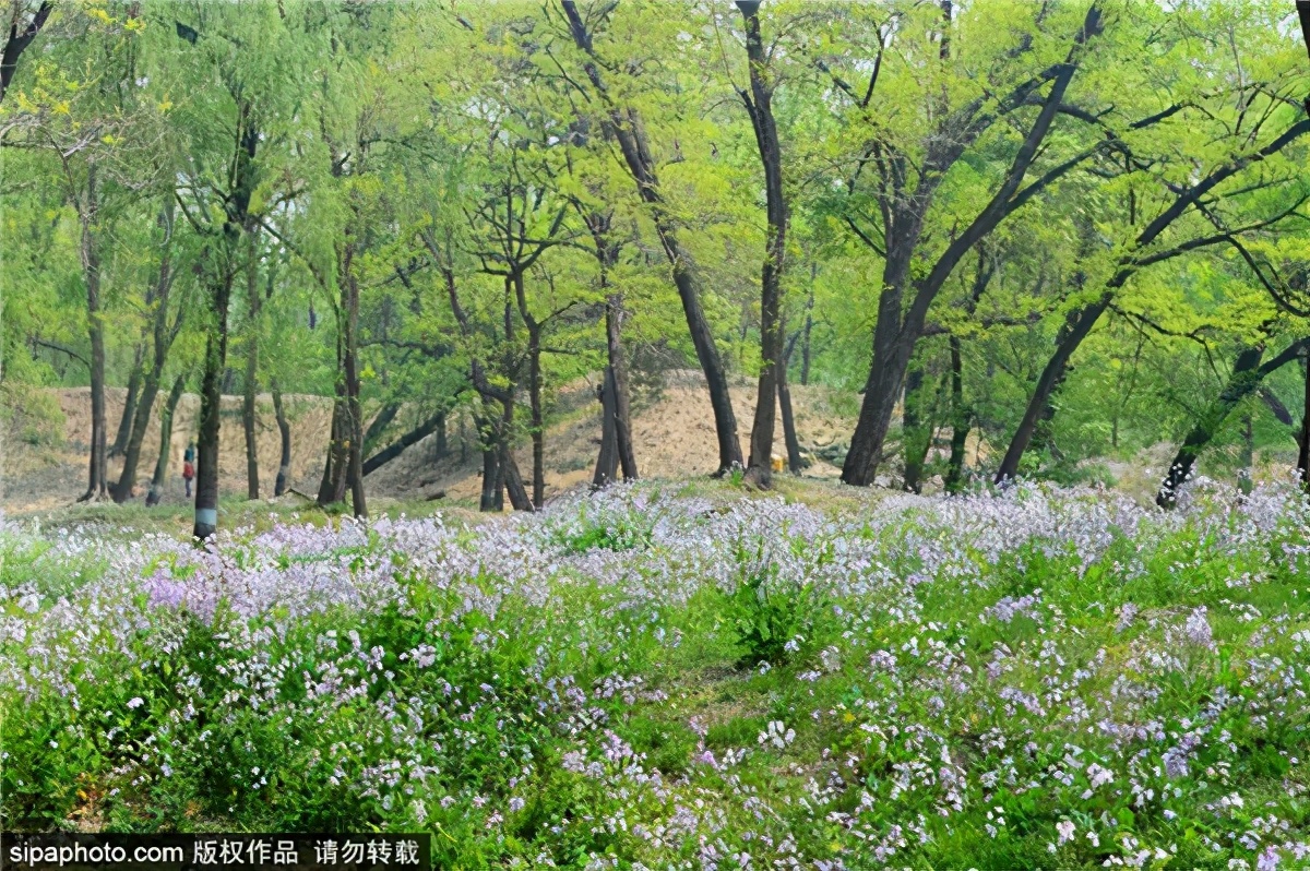 紫色花海好看的地方,北京冷门小众公园藏着粉黛花海