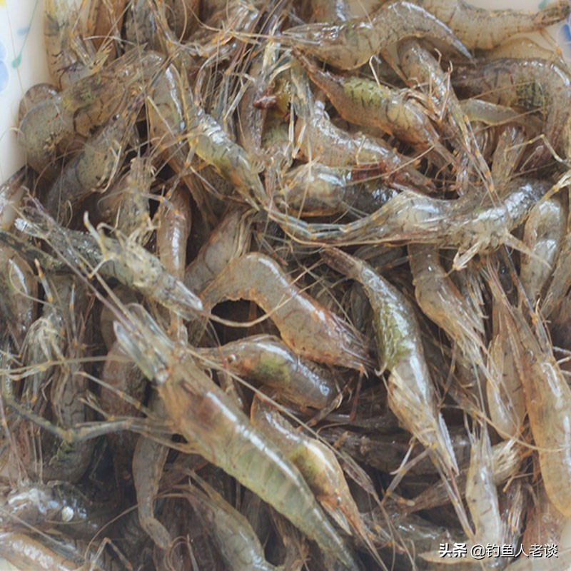 食人白鲳观赏鱼,食人鱼淡水白鲳