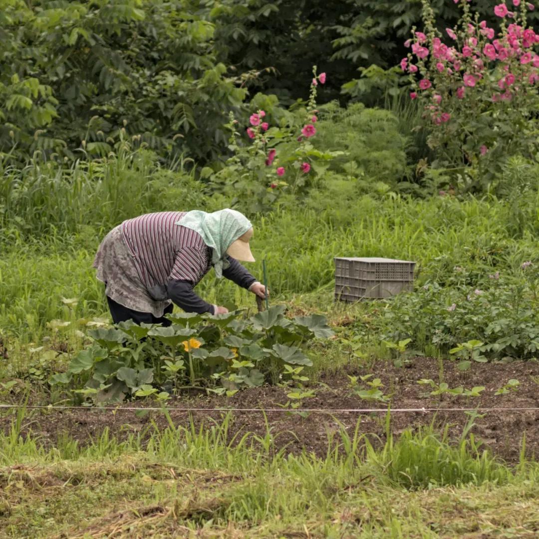 日本有过革命史吗,日本有过什么革命