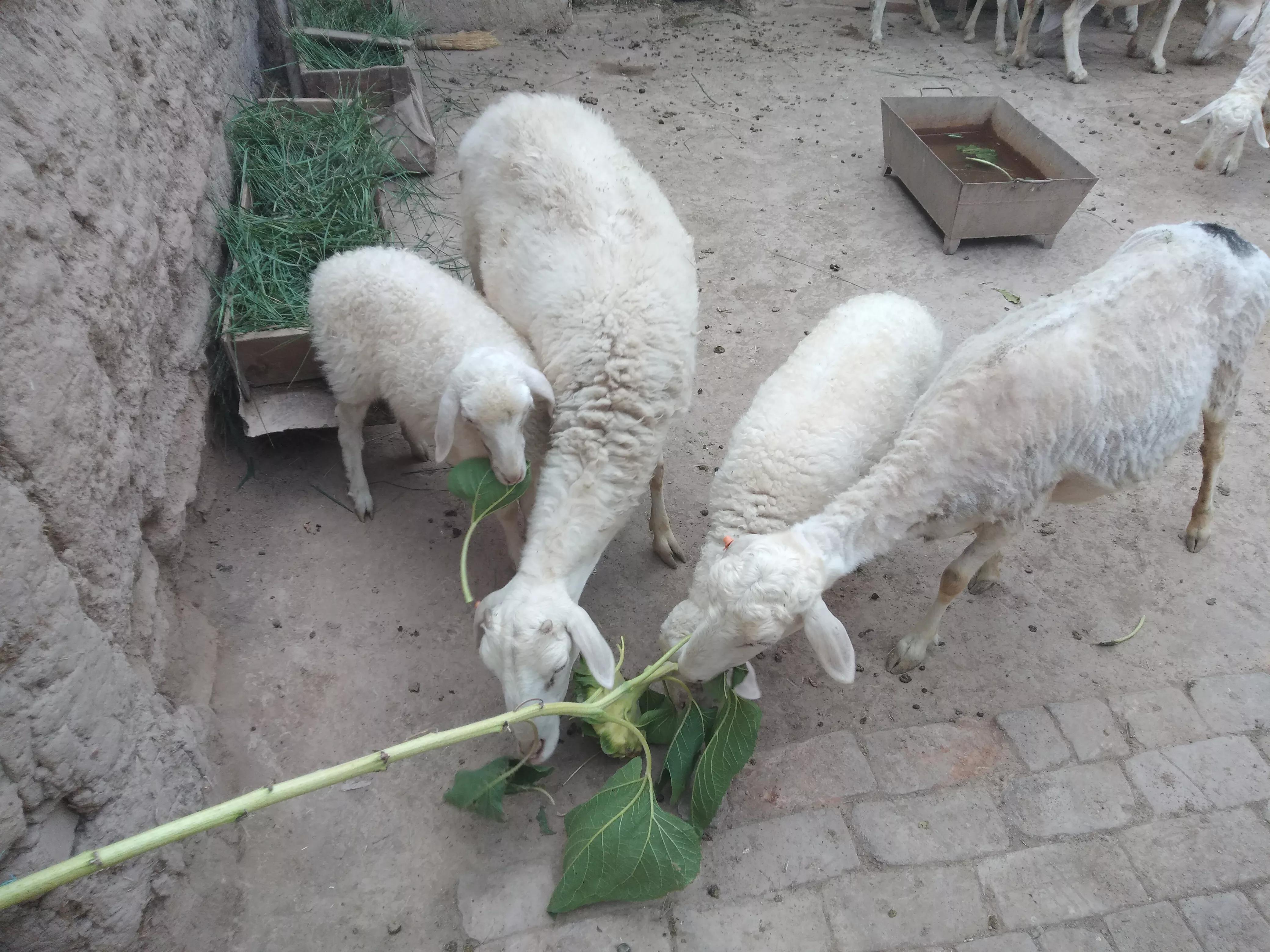 圈养的羊春季养羊应注意什么,如何圈养羊才能有好收益视频