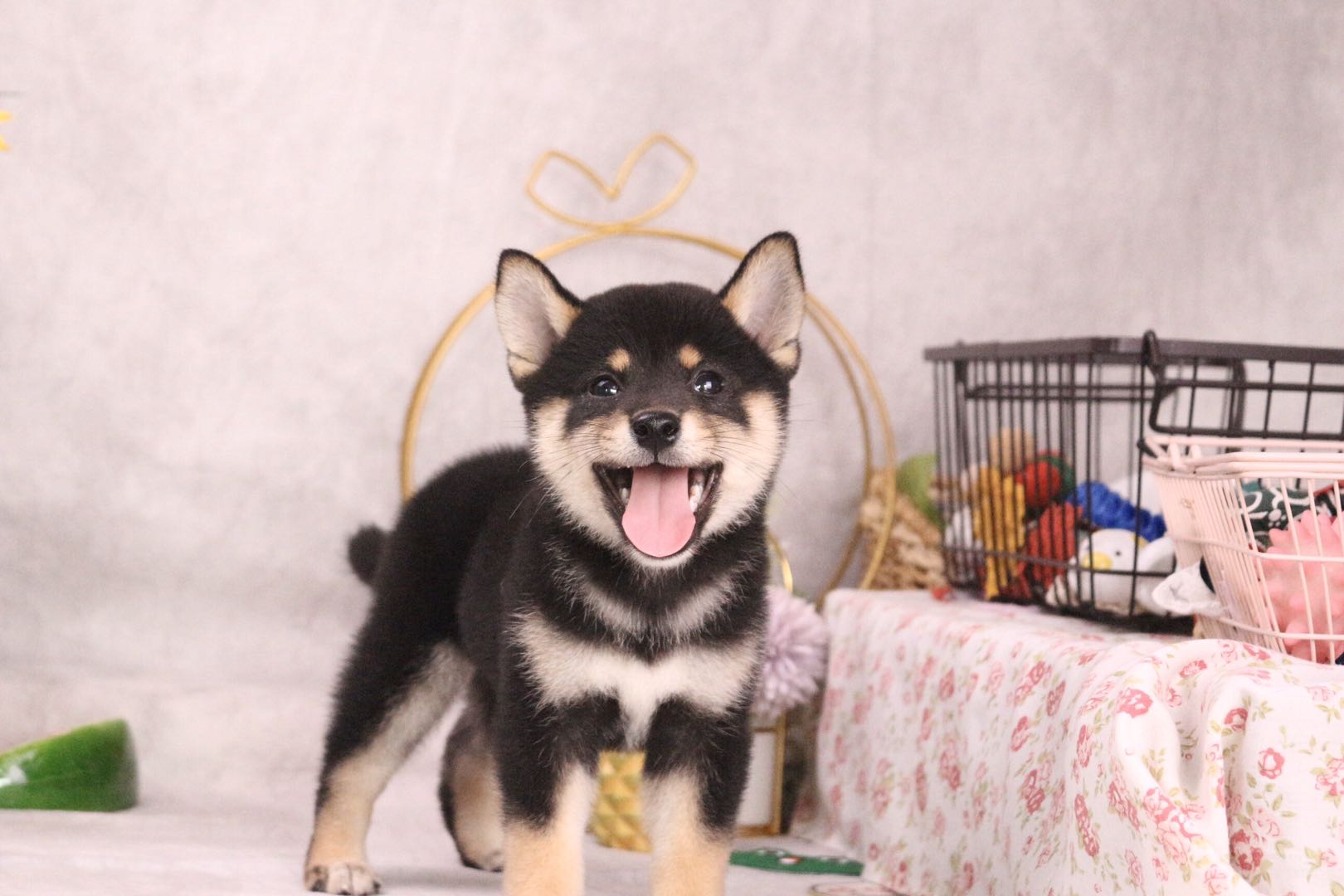 柴犬很难买到正宗的吧,怎么买到真正的柴犬