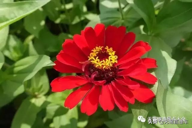 无锡哪里有看花海的景点,无锡秋季花海旅游景点