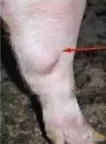 养猪实用技术——高产母猪的身体特征(图解)