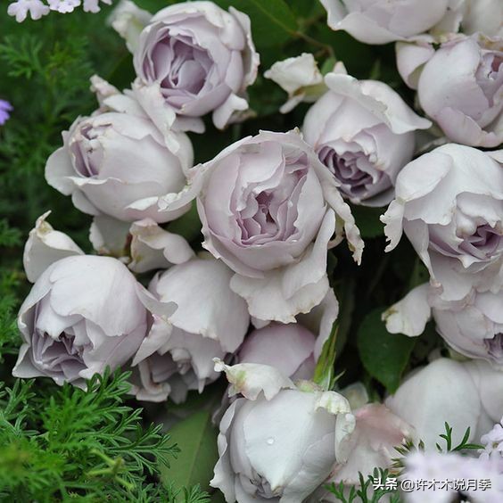 完全无刺的月季花,月季没刺的品种