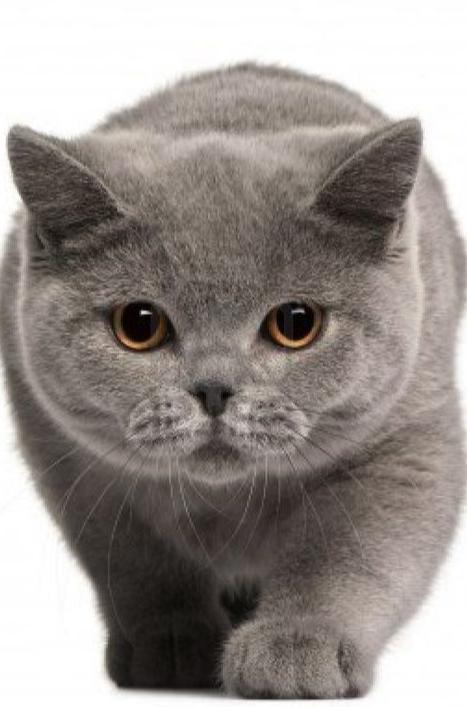 英国短毛猫的优缺点和特点图片,一分钟了解英国短毛猫