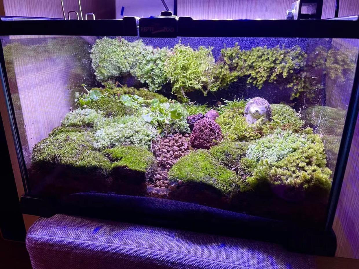 苔藓和鱼缸的完美结合,闲置的鱼缸放在家里好吗