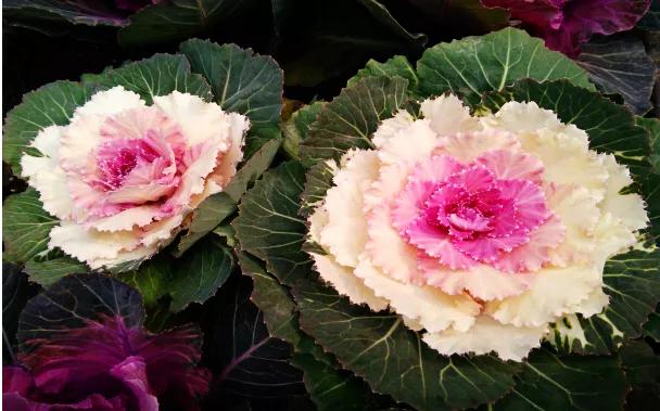 羽衣甘蓝开花图,好看的羽衣甘蓝