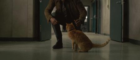 正确的抱猫姿势到底是怎样的？原来一直以来我都抱错了...