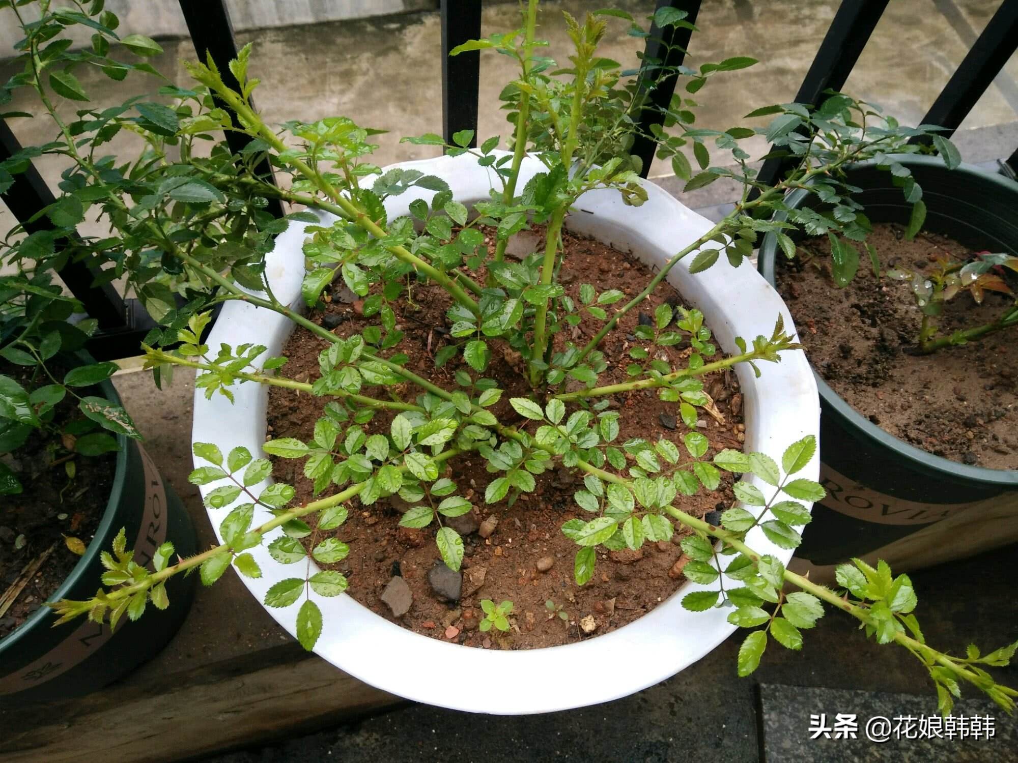 如何判断是月季芽和蔷薇笋,蔷薇笋和月季笋的区别