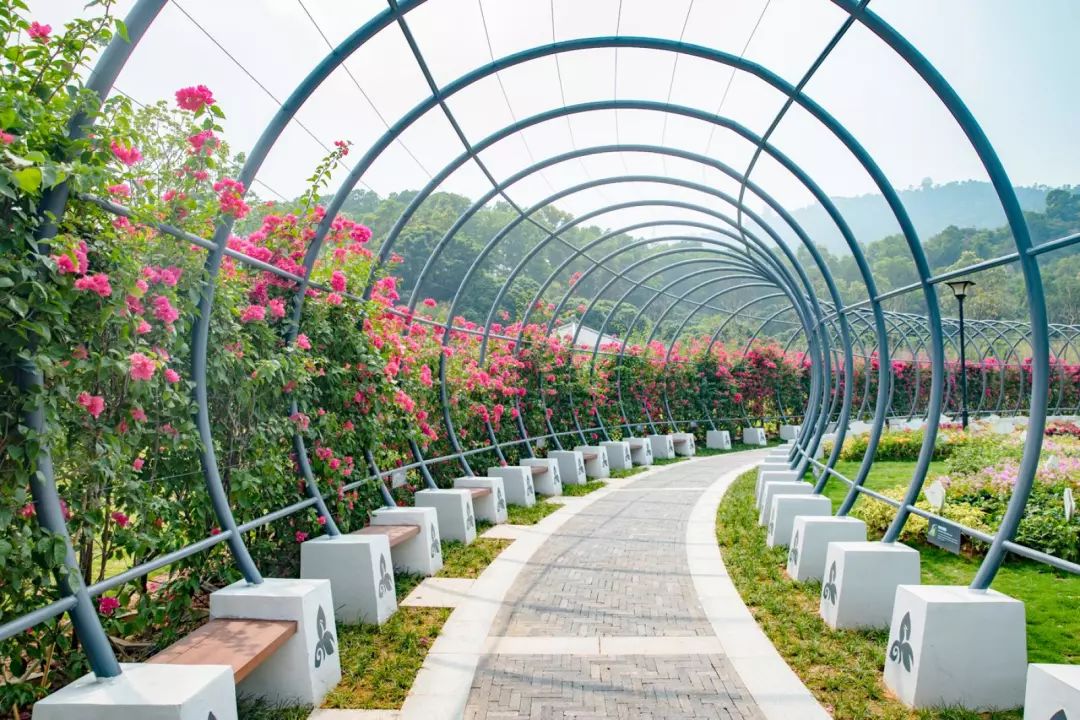 人少还免门票！深圳这片5000000㎡新公园美翻了，“神仙花谷”