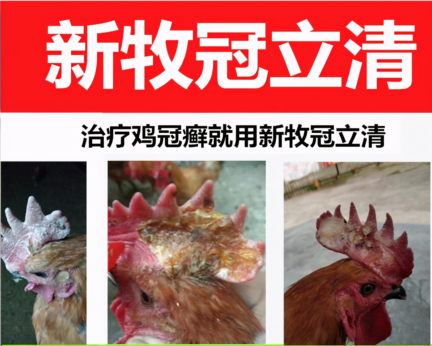 鸡身上有癣怎么治疗,鸡长冠癣怎么办