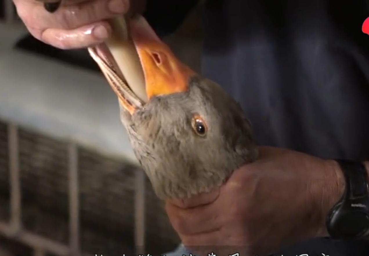强迫进食,“填鸭式”育肥,用酒溺死后再烤,法国大餐的残忍吃法