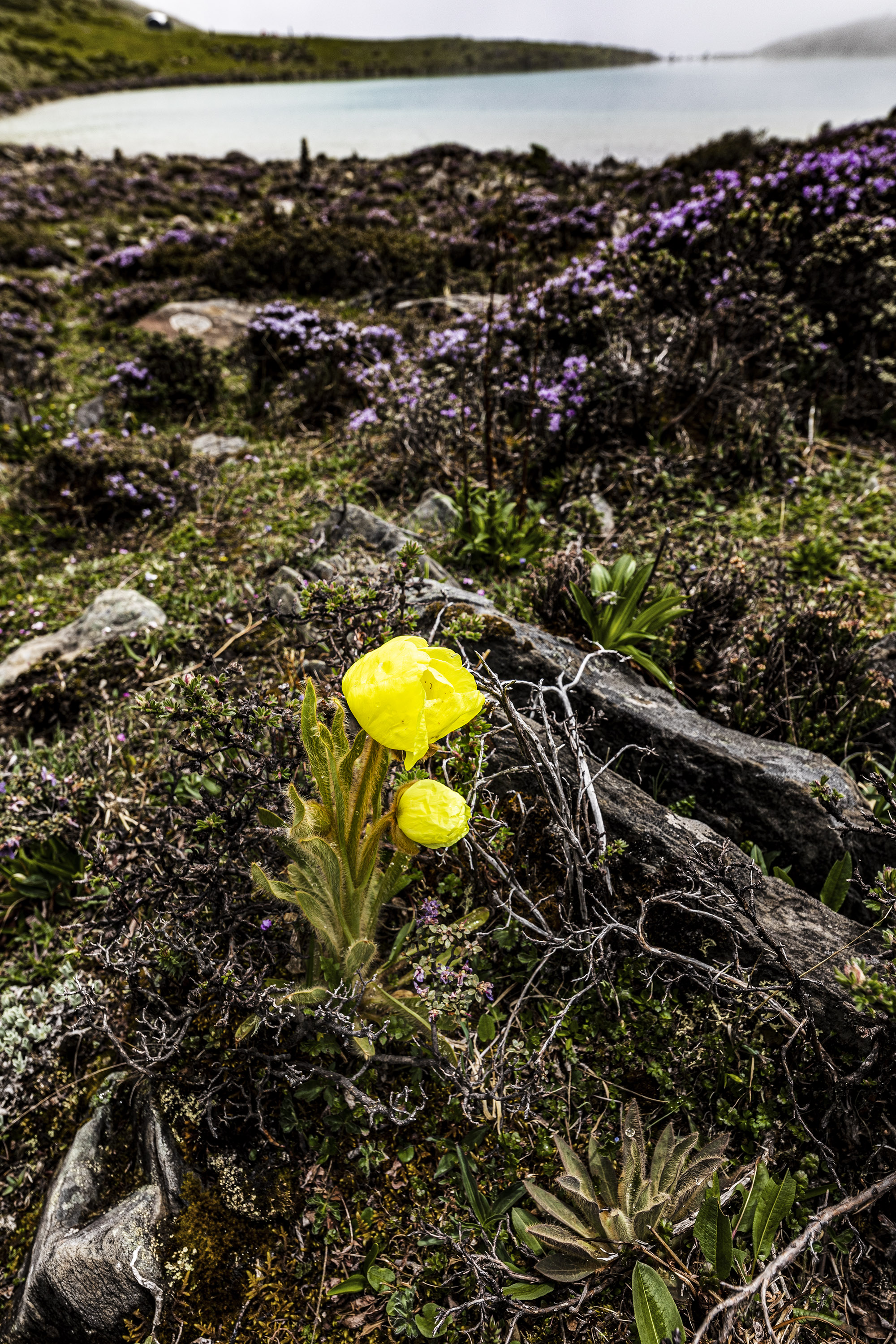 贡嘎雪山自由旅拍,里索海贡嘎雪山全景