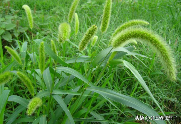 除草不用农药怎么除得快,除草不费力气的办法