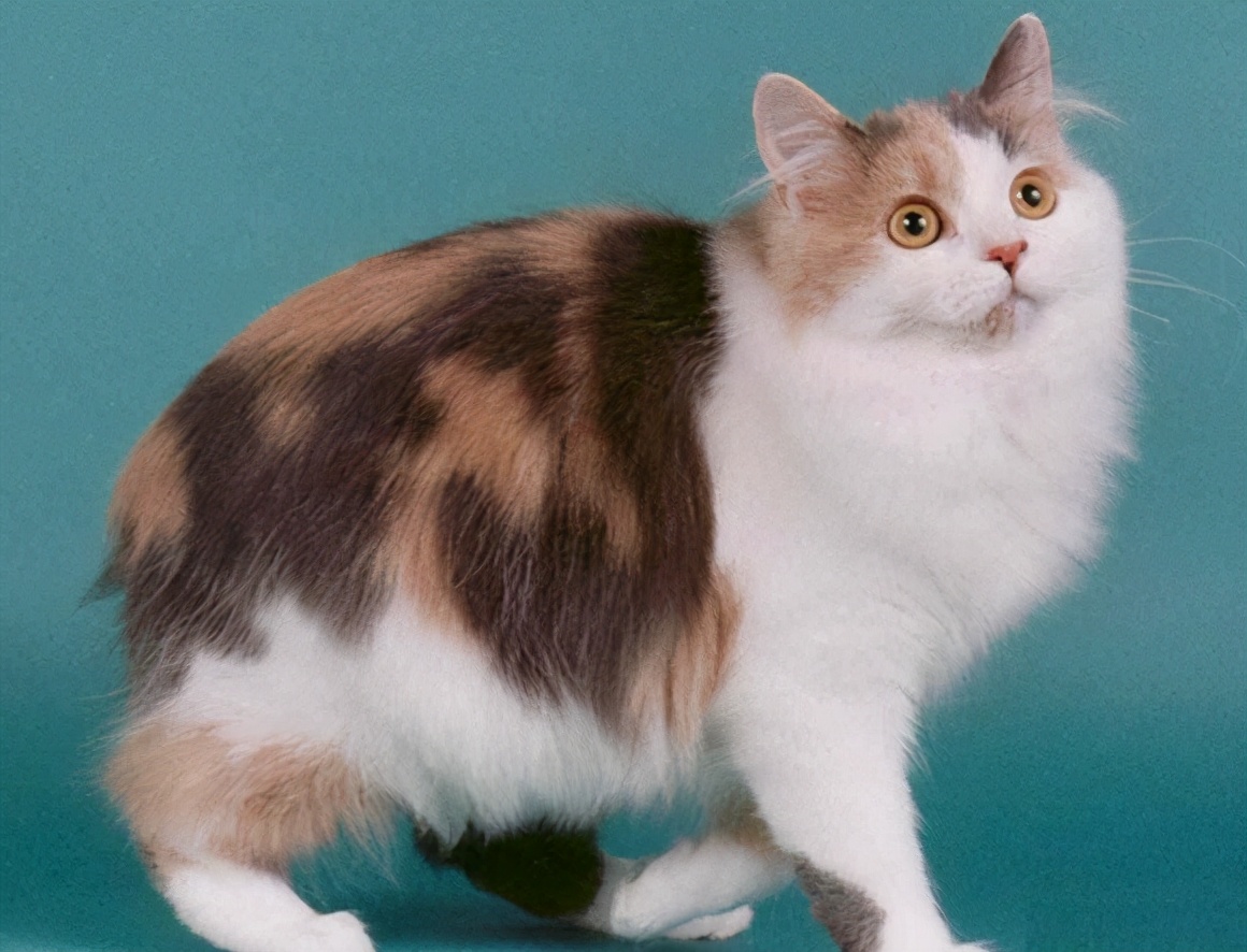 30种常见的猫,20种常见猫咪