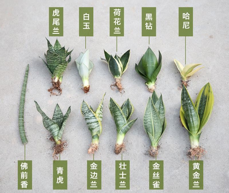 散发清香的易养花卉植物,观叶植物盆栽大全图