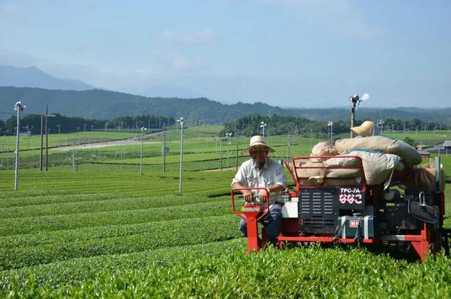 土山茶在福建叫什么茶,日本十大名茶