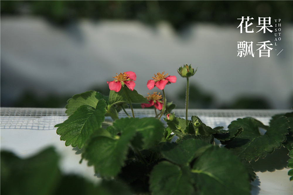 四川种植草莓的成本及利润,一亩大棚草莓的真实利润