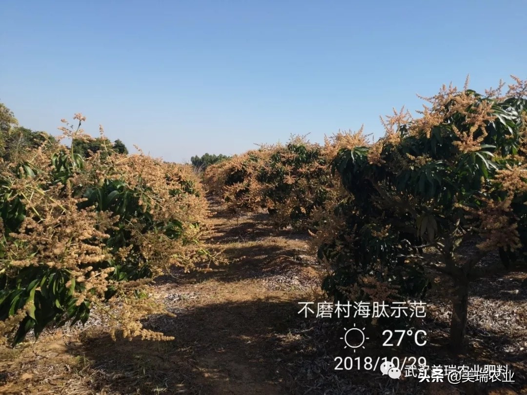 芒果催花药配方及技巧,天气冷了芒果怎么催花
