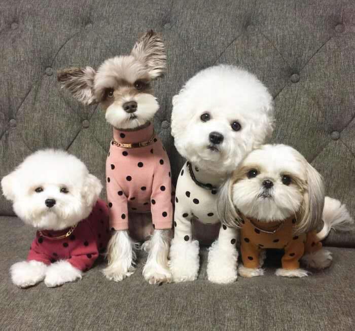 戈赞狗粮,戈赞养边牧