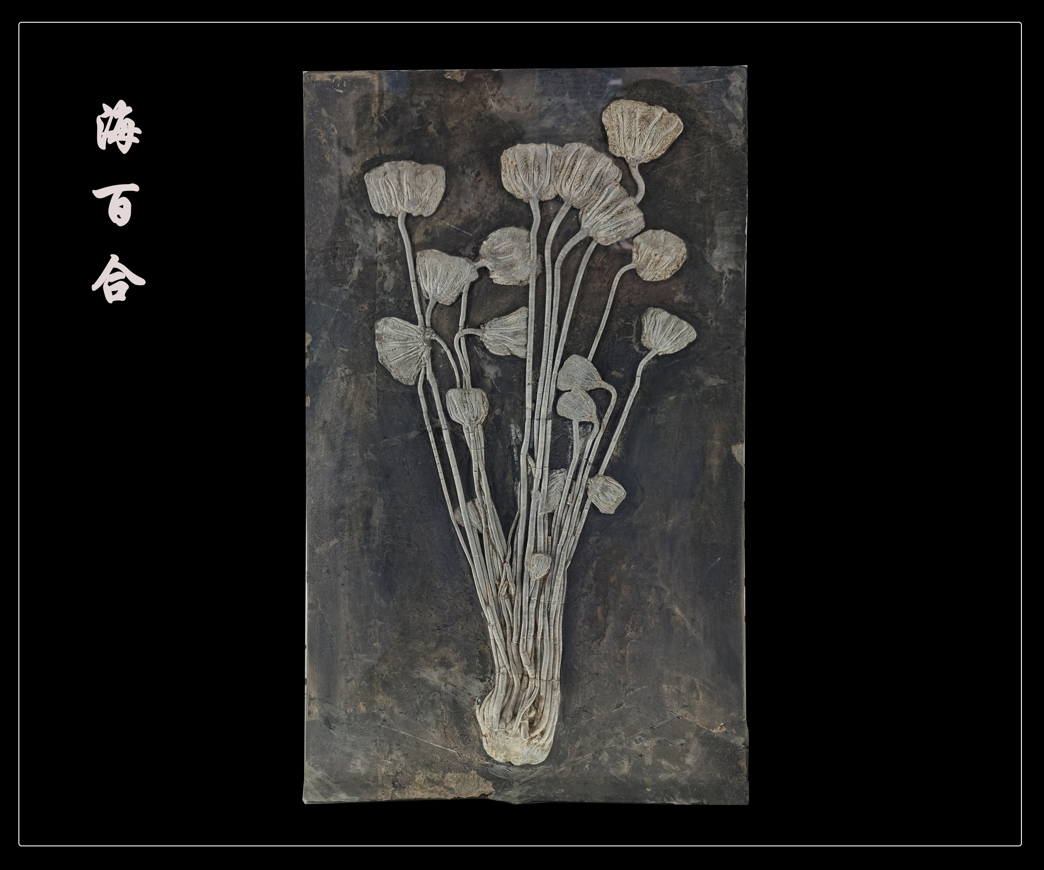 这几块化石,美得像艺术品