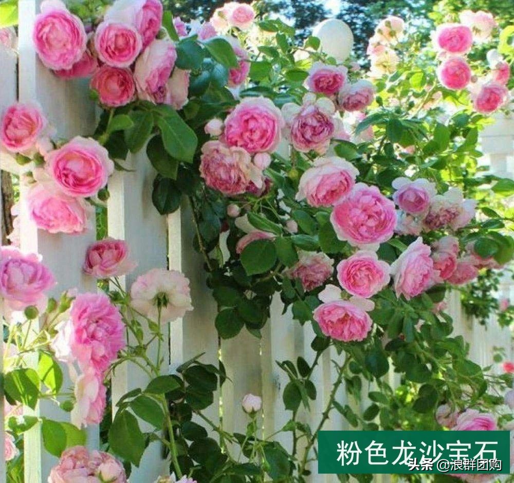 月季哪些品种大花又香,月季哪些品种花期长耐阴耐寒耐旱