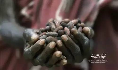 巧克力最全科普指南吃透,巧克力知识大全及答案