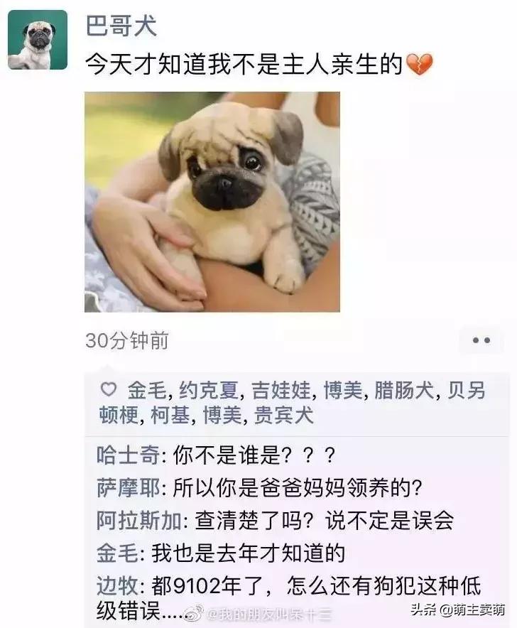 狗狗如何拟人化,狗行为拟人化