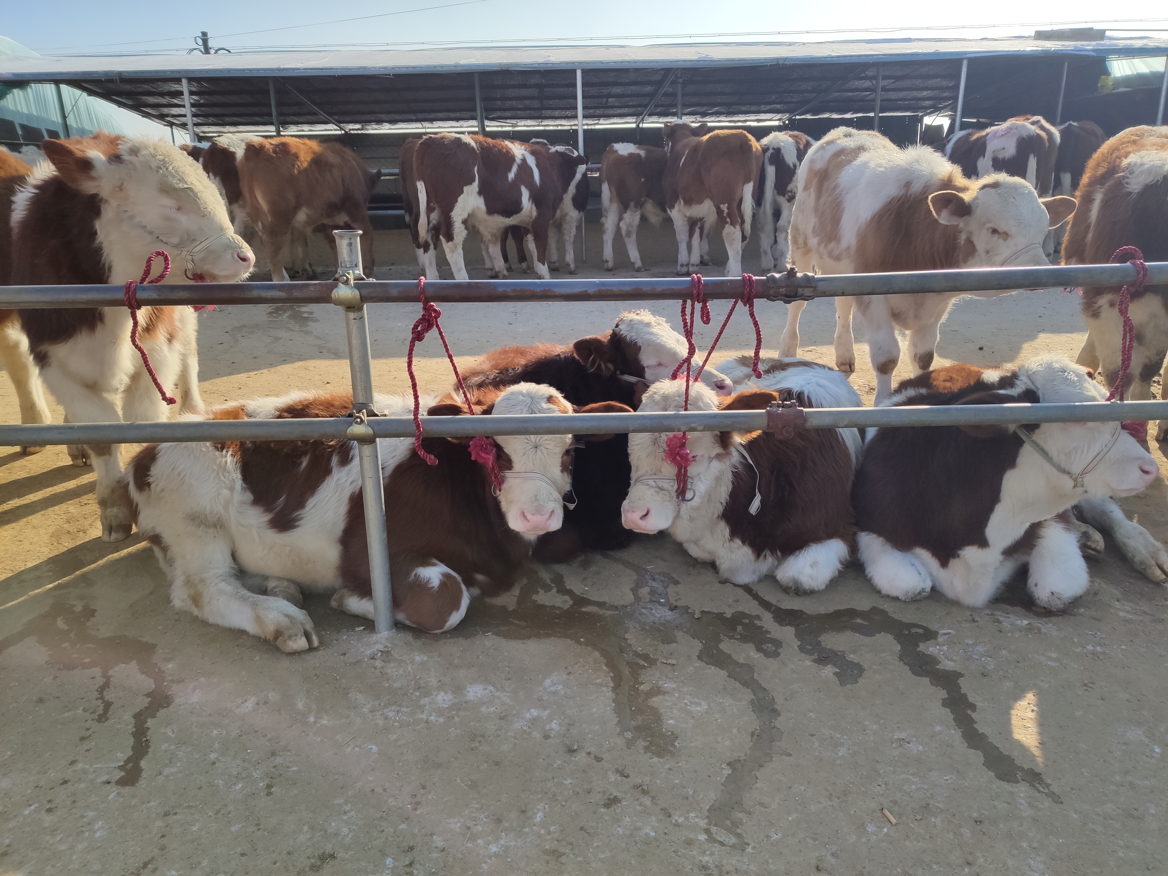 养牛一般养什么牛最好,新手入行养牛养什么牛比较好