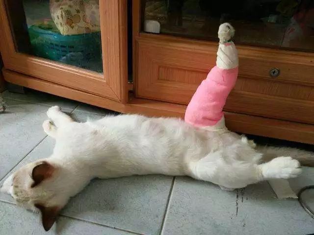 猫咪受伤后的一些简单处理方法,猫咪受伤怎么处理