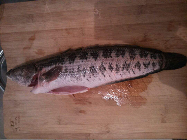 现在黑鱼应该用什么钓,黑鱼是不是特别好钓