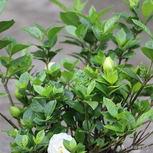 栀子花黄叶怎么养新手必看科普,栀子黄叶怎么防治