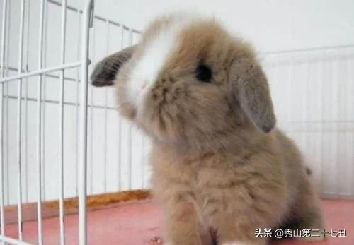 十大最省心又好养的宠物排行,公认十大好养又便宜的宠物