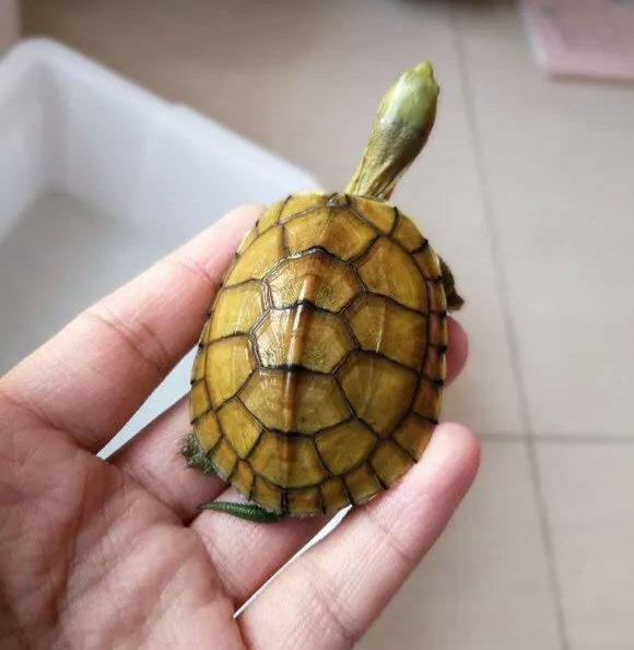 新手养龟自制龟缸,推荐新手龟