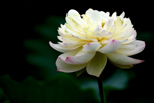 最美的荷花诗句,一起赏荷花的诗词歌赋