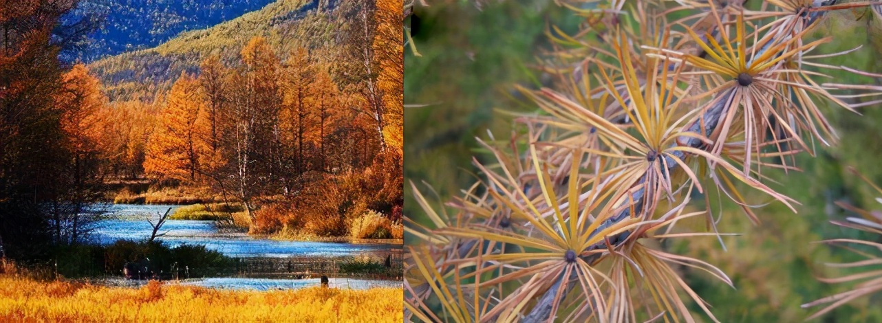 一九八七大火灾原因,回望火灾