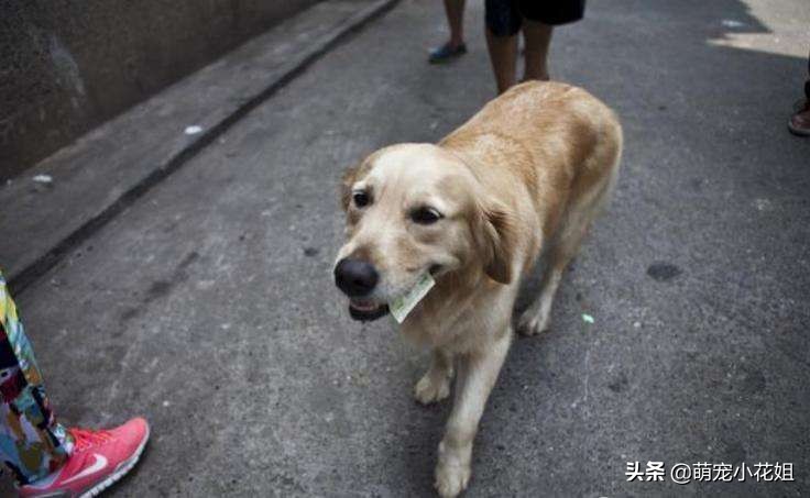 狗狗有机会救治，但是主人却放弃了，只因想让狗子留下美好的回忆