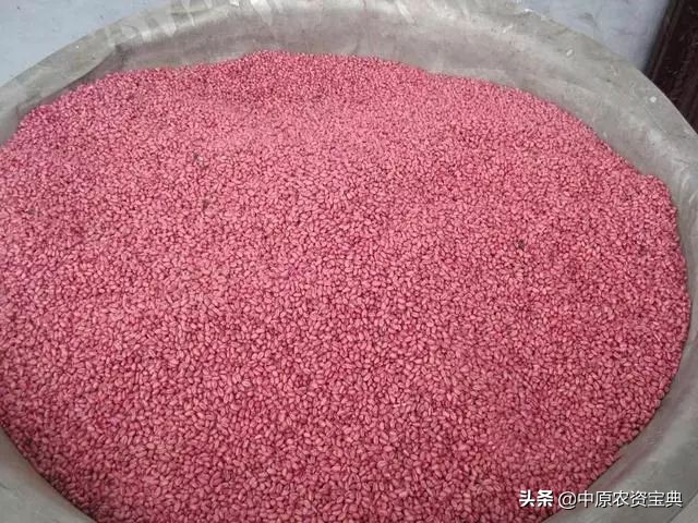 小麦发黄死苗用什么药治疗,预防小麦越冬死苗的措施包括哪些