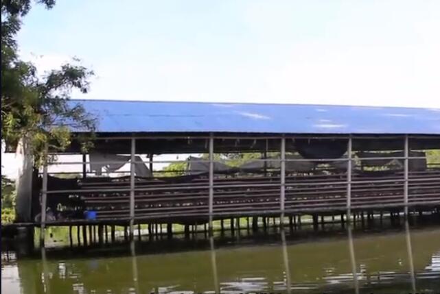 养鸡养鱼共养模式,大棚养鸡养鱼技术