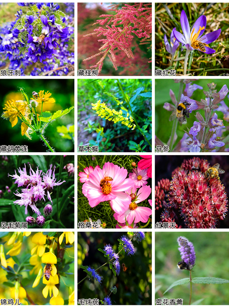 创业靠养蜂致富,90后养蜂创业小伙子