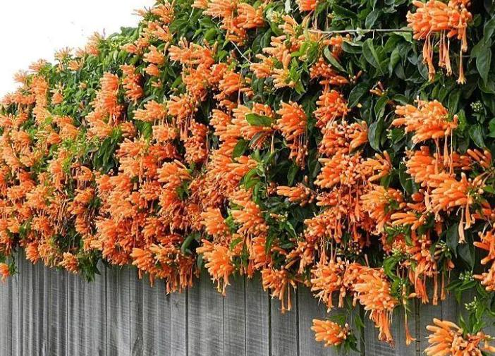 5种花是“爬墙高手”,多见光,别缺水,半年长成“花瀑布”