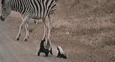 你们吃的野味蜜獾，居然是称霸非洲的平头哥