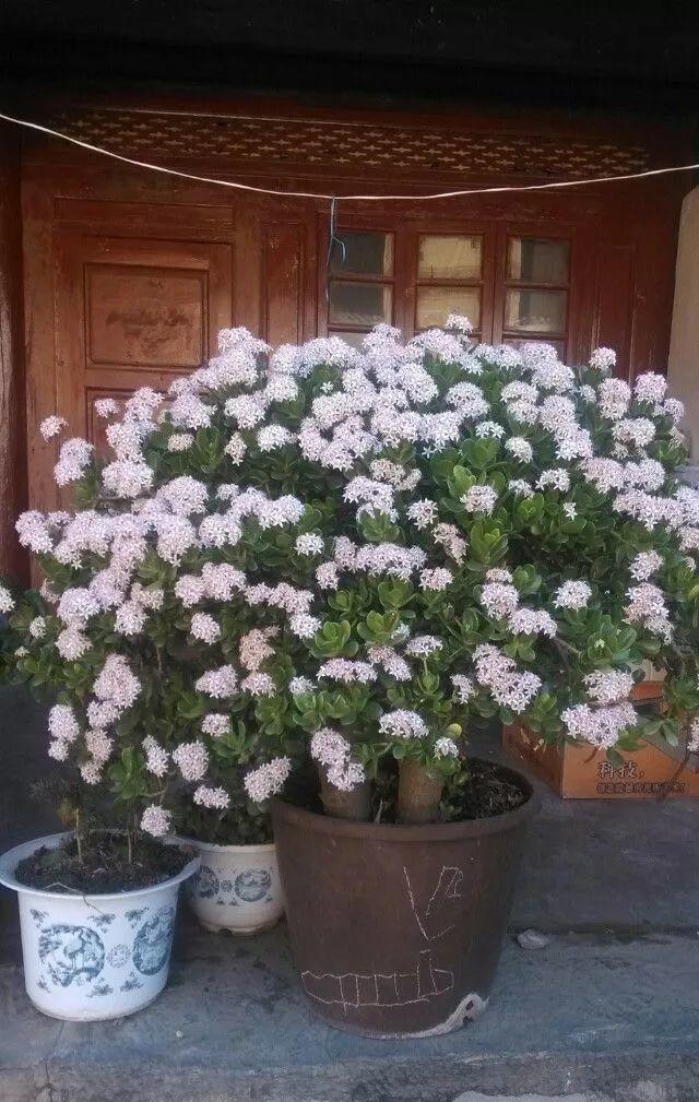 10种家里最旺宅的吉祥之花,10种最旺宅的吉祥之花