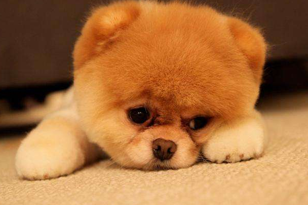 狗鼻子潮湿有鼻涕,为什么狗狗的鼻子总是湿湿的